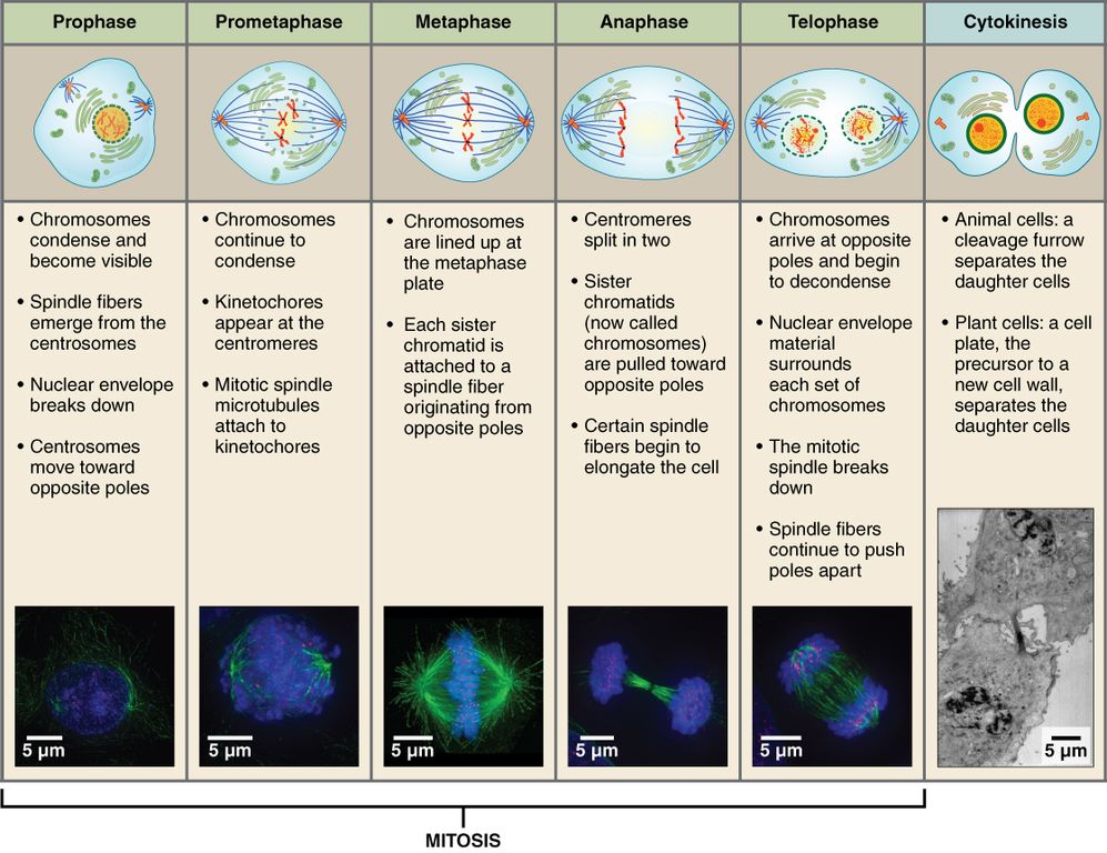 how-mitotic-cell-division-works