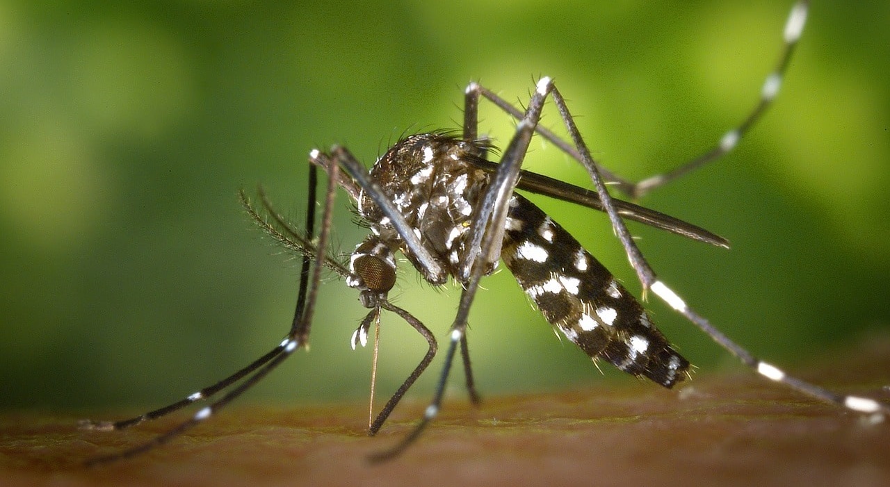 Mosquito Needle